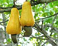 120px-Cashew_apples.jpg