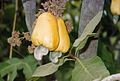 120px-Gui1_cashewfruit2.jpg