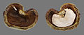 120px-Cashew_Brazil_nut_cut.jpg