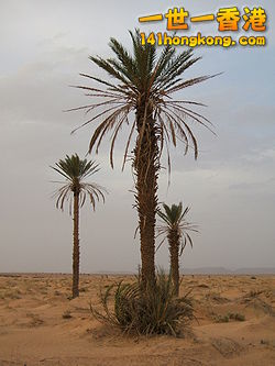 250px-Phoenix_dactylifera2.jpg