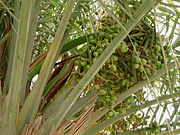 180px-Kajur.jpg