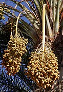 123px-Dates_on_date_palm.jpg