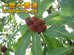 242px-Myrica_rubra5.jpg