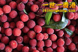 270px-Morella_rubra_-_Leping%2C_Jiangxi%2C_China_2014.jpg