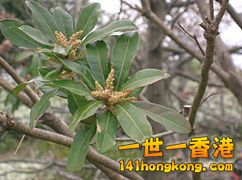 242px-Myrica_rubra4.jpg