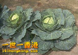 250px-Cabbage.jpg