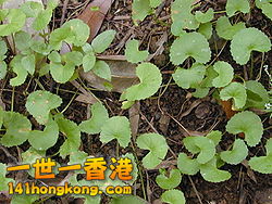 250px-Starr_020803-0094_Centella_asiatica.jpg