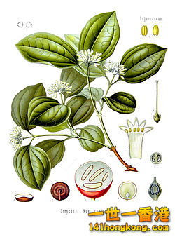 250px-Strychnos_nux-vomica_-_K%C3%B6hler%E2%80%93s_Medizinal-Pflanzen-266.jpg