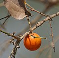 120px-Strychnos_nux-vomica_in_Kinnarsani_WS%2C_AP_W_IMG_6016.jpg