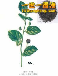 images_q=tbn:ANd9GcTI3c8LA6tQOOKWHt9y7wBC08ZPgwmDNSzFgZ20Jf48AKpAhA_KUA.jpg