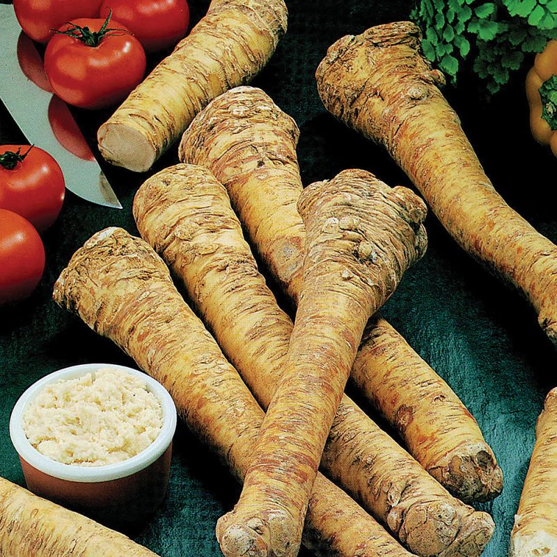 horseradish-800x800.jpg