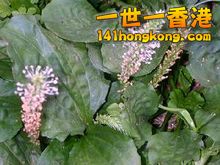 20181005150352-220px-Bk0o0.jpg