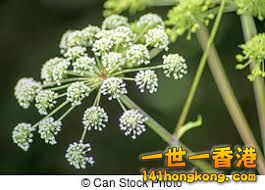 images_q=tbn:ANd9GcQHFv4piraA_h2dlm96Xsbu3h0Nkwm8XfsjSh9vQ4wd7MGQajNaFA.jpg
