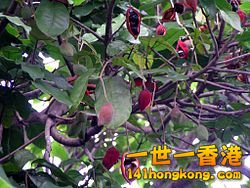 250px-Pingpo_D7260016.jpg