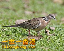 220px-Spotted_dove_%28Streptopelia_chinensis%29_-_Flickr_-_Lip_Kee_%281%29.jpg
