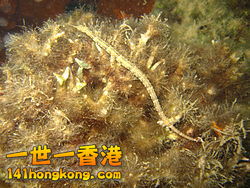 250px-Chorythoichthys_ocellatus.jpg