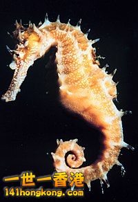 200px-Hippocampus.jpg
