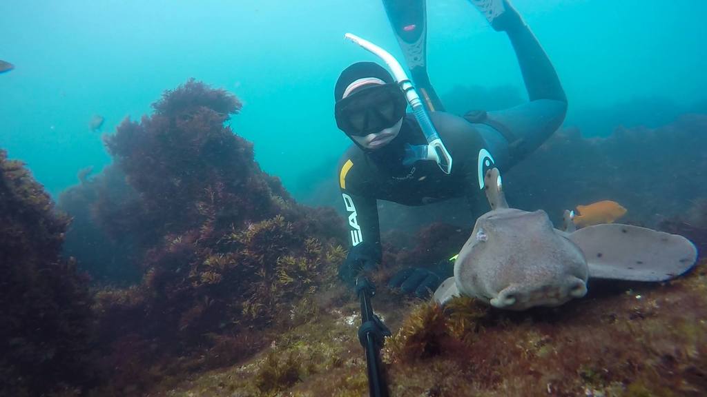 la-jolla-horn-sharks.jpg