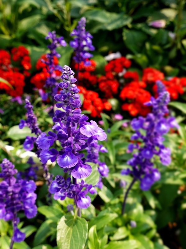 DSC00195.JPG