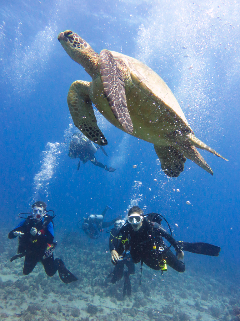 discover+oahu+scuba+diving.jpg