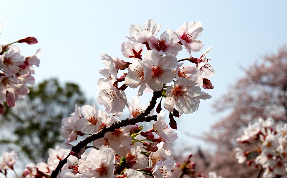DSC00703.JPG