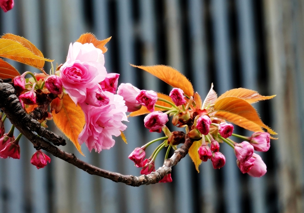 DSC02149 a.JPG
