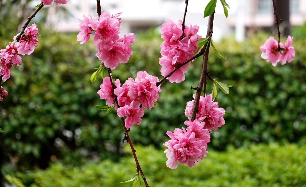 DSC02214.JPG