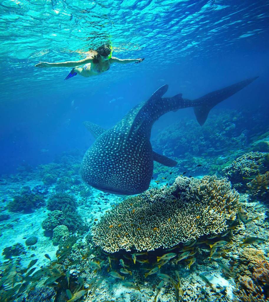 Whale-Shark-Scuba-Diving-Malaysia-Kota-Kinabalu.jpg