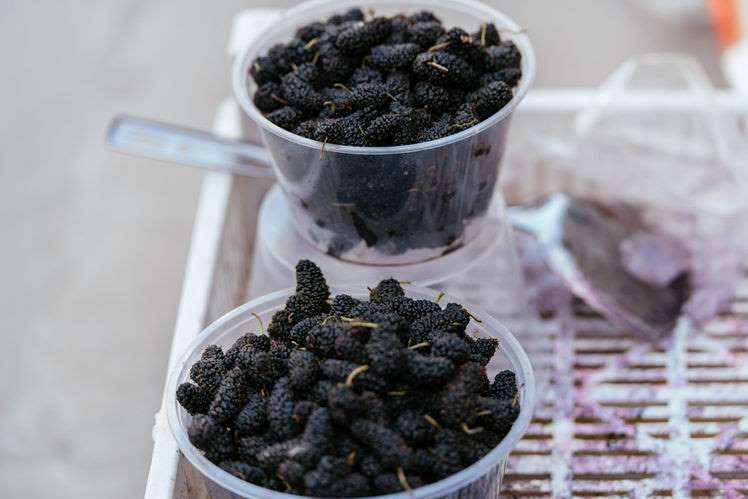 美白養肝茶 ：桑椹桂花蜜.jpg