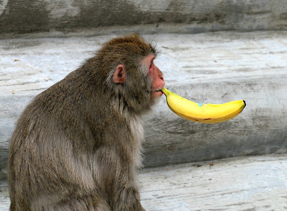 monkey-1479135_960_720.jpg