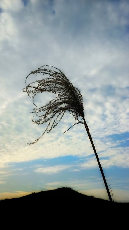 HmHWFoZlS1g8NEqQjiiu7eQdDlwKf-9PF8fXoxfH16M