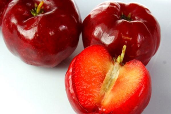 9. acerola, 維生素 C 女王.jpg