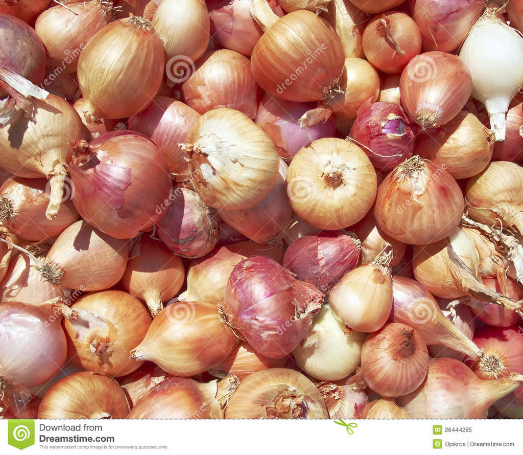 干葱种类-26444285.jpg