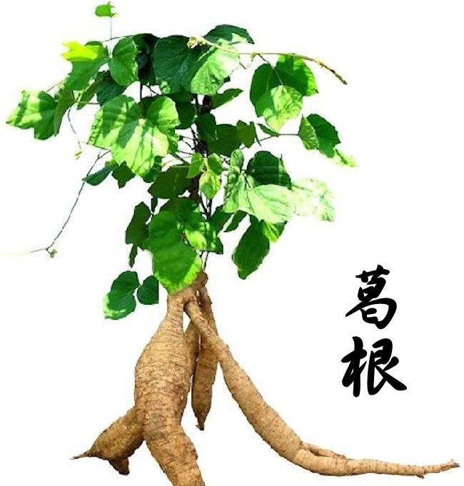 葛根.jpg