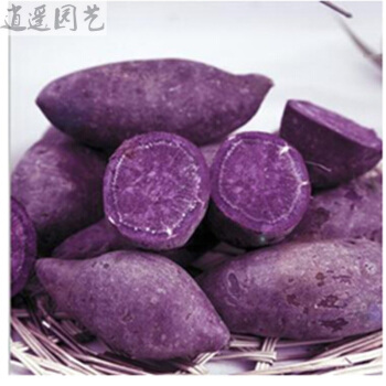 苗紫薯.jpg