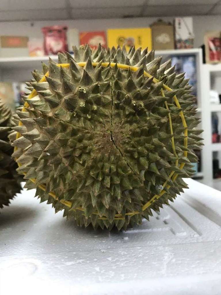 彭亨州直送的老樹貓山皇，底部有明顯的海星紋。.jpg
