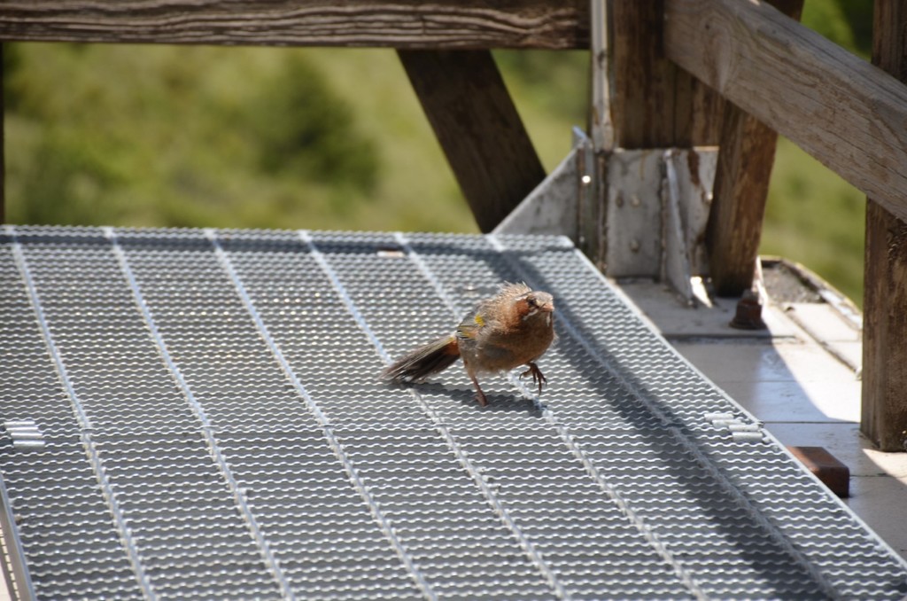 DSC_8328 [1600x1200].JPG