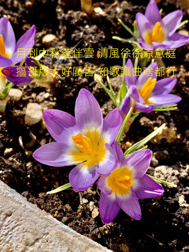 Tzuhsuan Liu 番紅花.jpg