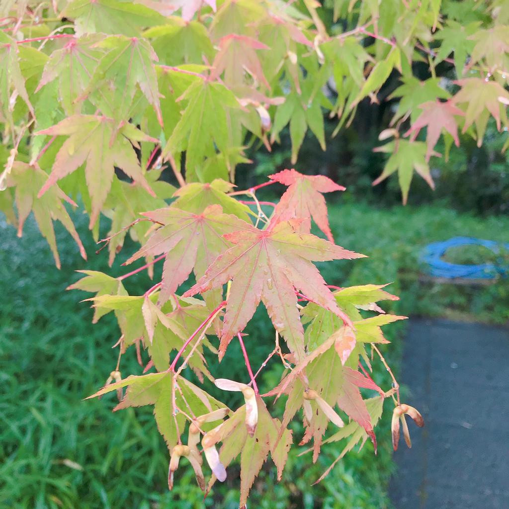 WhatsApp Image 2020-10-07 at 1.32.52 PM (5).jpeg