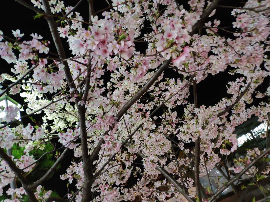 WhatsApp Image 2020-11-04 at 1.46.00 PM (1).jpeg