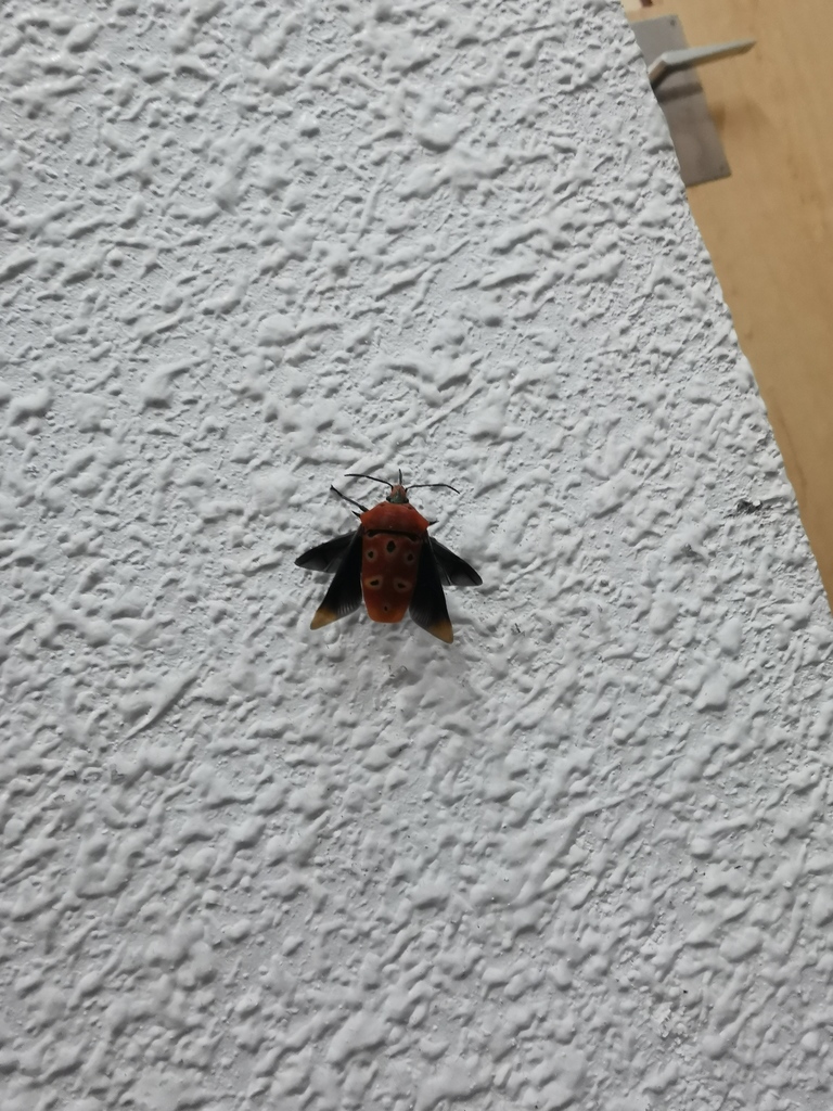 忽然係牆上發現