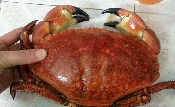 面包蟹.jpg