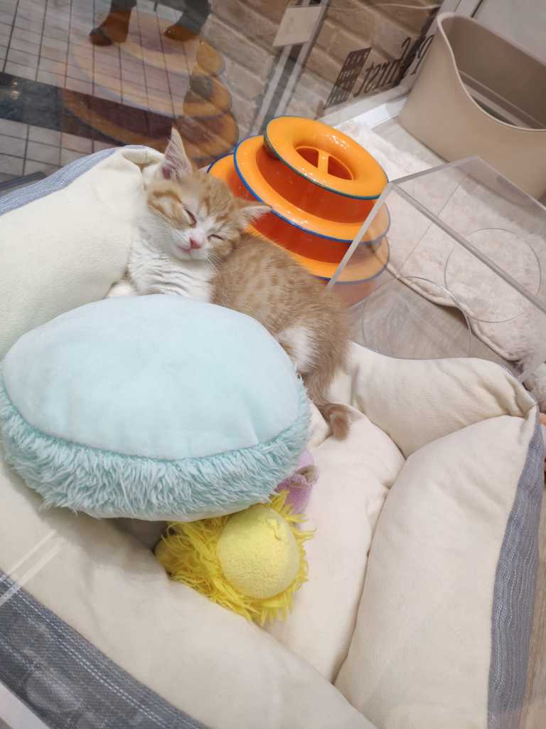 WhatsApp Image 2020-11-25 at 1.54.35 PM (4).jpeg