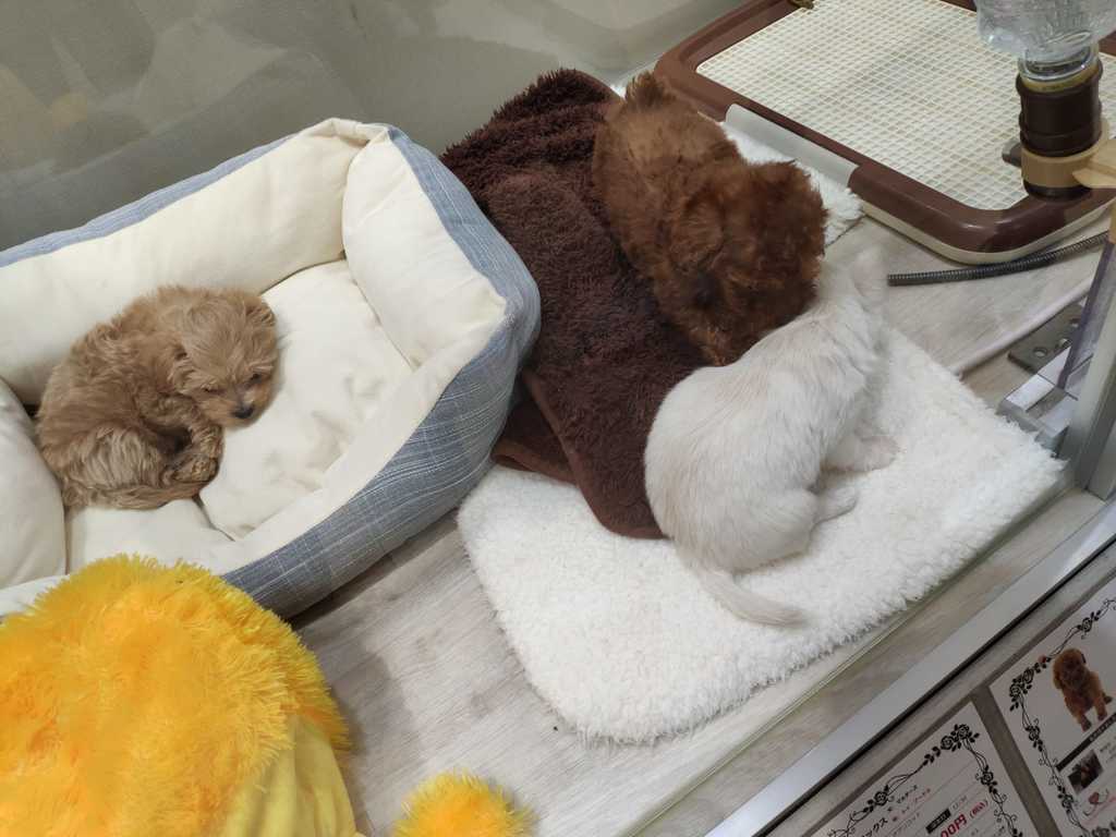 WhatsApp Image 2020-11-25 at 1.54.35 PM (3).jpeg