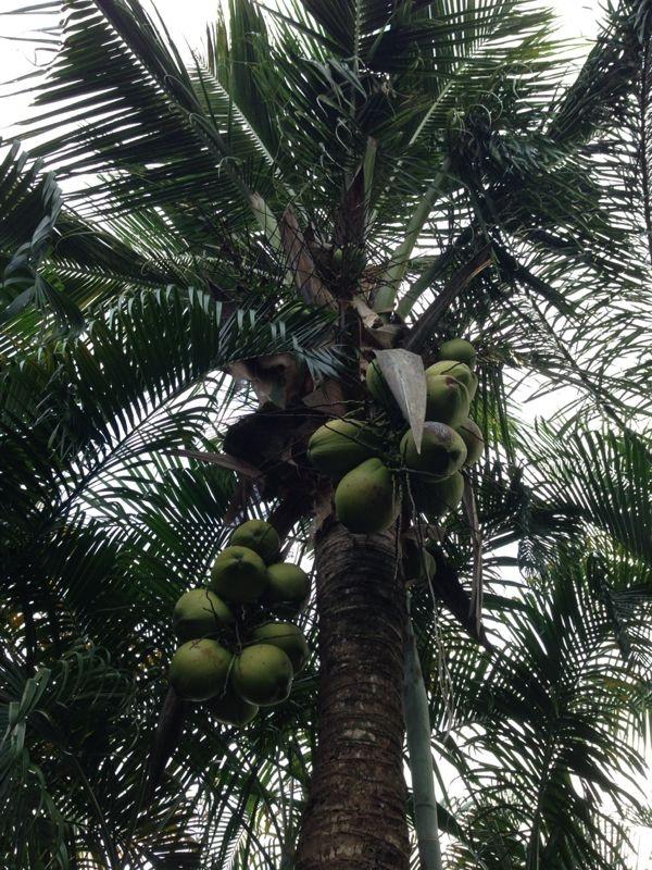 WhatsApp Image 2020-12-09 at 2.22.00 PM.jpg