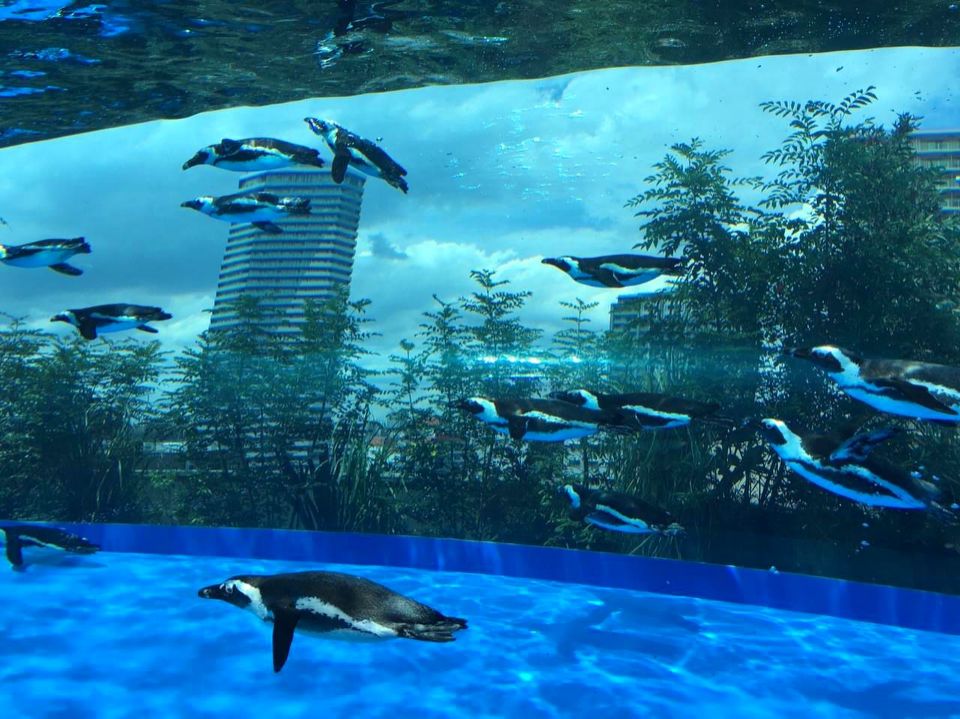 日本池袋嘅陽光水族館因為位處市區鬧市之中。.jpg