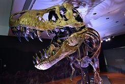 哈佛天文學家：恐龍滅絕禍首 來自太陽系邊緣彗星.jpg