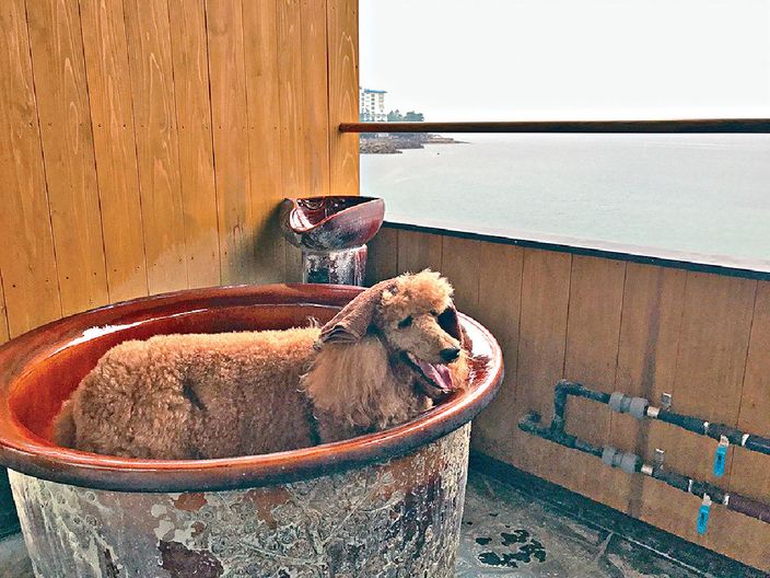 20171011_LI_dog-travel_7 (1).jpg