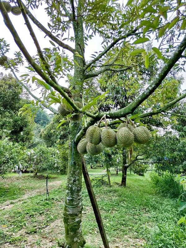 114416rp33pbp0rooz0rz0 800.jpg