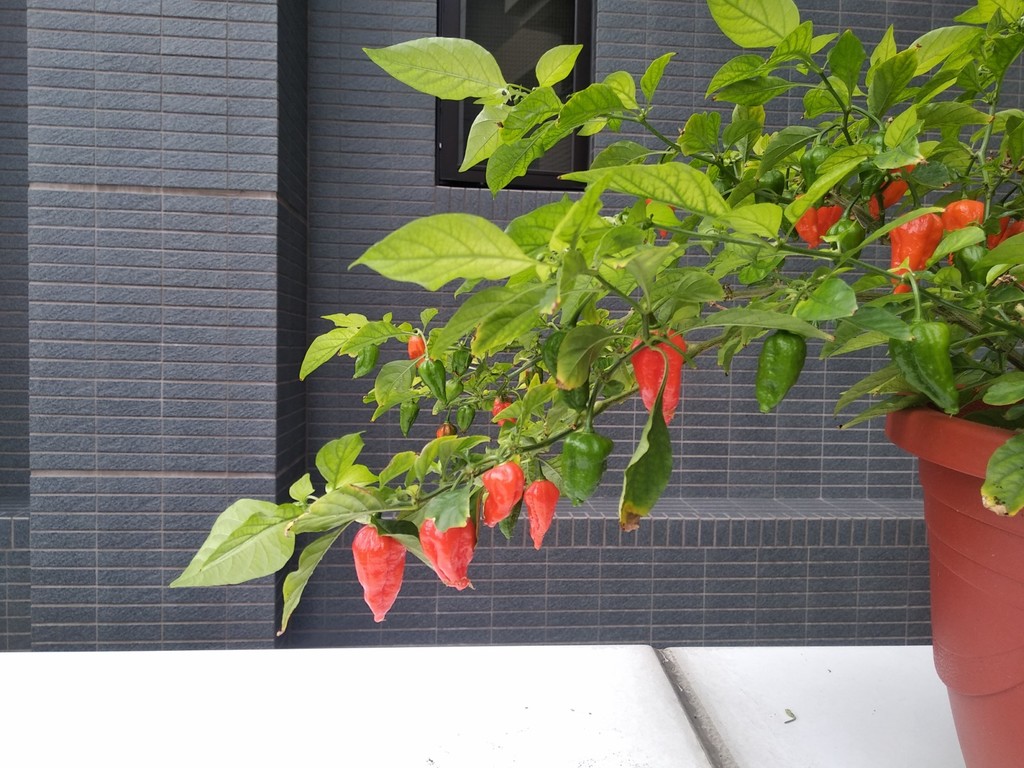 IMG_20200412_135851 [1600x1200].jpg